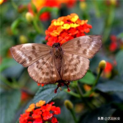 魔灵契约tt版本下载